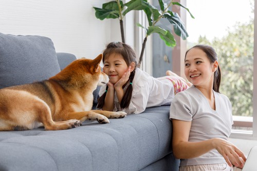 Benefits Of Aircon Servicing For Pet Owners?